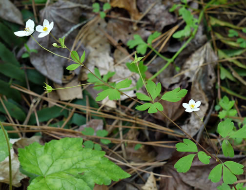 Isopyrum biternatum, False Rue-anemone, Isopyrum