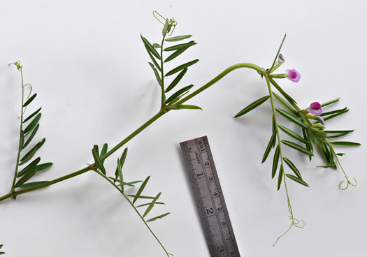 image of Vicia sativa var. angustifolia, Narrowleaf Vetch, Garden Vetch
