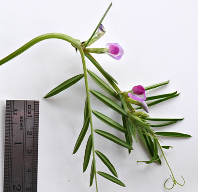 Vicia sativa var. angustifolia, Narrowleaf Vetch, Garden Vetch
