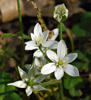 image of Ornithogalum umbellatum ssp. umbellatum, Garden Star-of-Bethlehem, Snowflake, Nap-at-noon