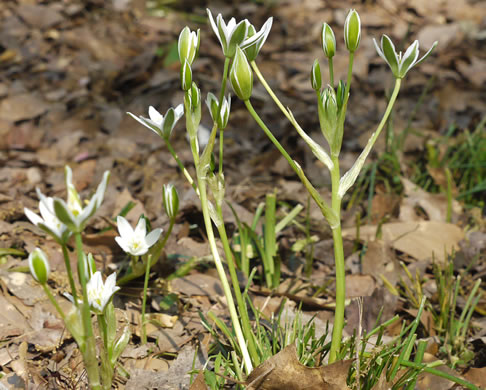 Ornithogalum umbellatum ssp. umbellatum, Garden Star-of-Bethlehem, Snowflake, Nap-at-noon