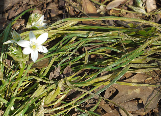 image of Ornithogalum umbellatum ssp. umbellatum, Garden Star-of-Bethlehem, Snowflake, Nap-at-noon
