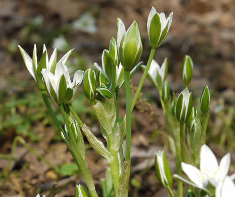 Ornithogalum umbellatum ssp. umbellatum, Garden Star-of-Bethlehem, Snowflake, Nap-at-noon