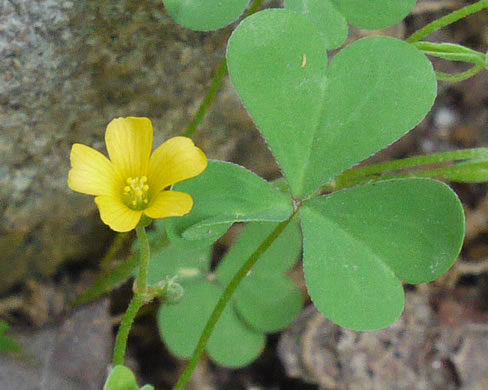 image of Oxalis dillenii, Southern Yellow Wood-sorrel, Slender Yellow Wood-sorrel