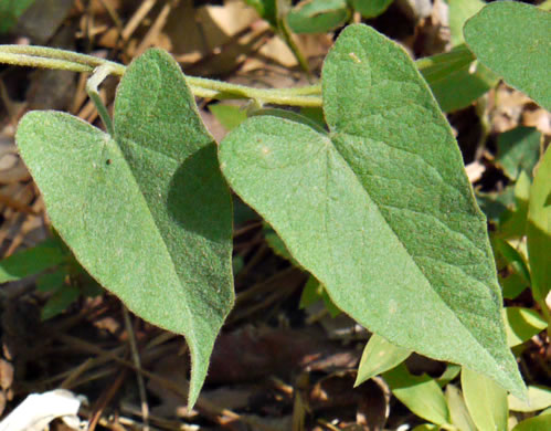 image of Convolvulus sericatus, Blue Ridge Bindweed, Silky Bindweed, Downy False Bindweed