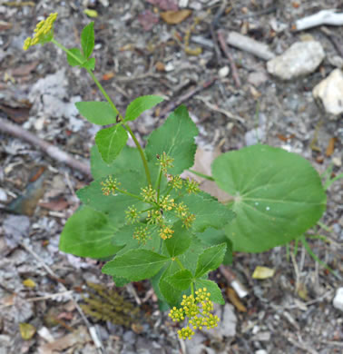 image of Zizia aptera var. aptera, Heartleaf Golden-Alexanders, Heartleaf Alexanders
