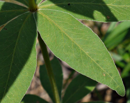 image of Anacis major, Whorled Coreopsis, Woodland Coreopsis