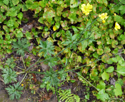 image of Ranunculus acris var. acris, Tall Buttercup, Bitter Buttercup
