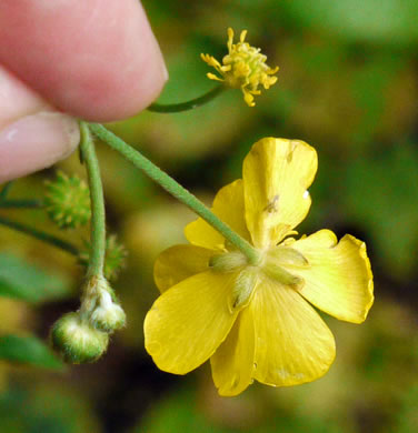 image of Ranunculus acris var. acris, Tall Buttercup, Bitter Buttercup