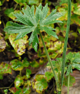 image of Ranunculus acris var. acris, Tall Buttercup, Bitter Buttercup