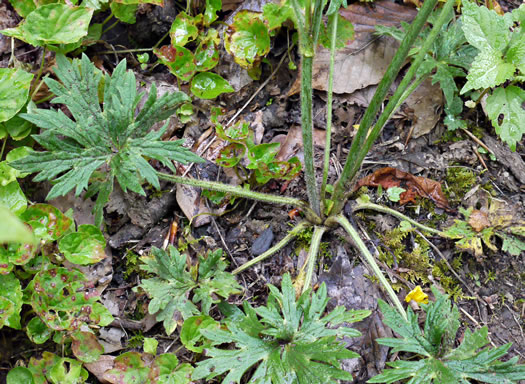 image of Ranunculus acris var. acris, Tall Buttercup, Bitter Buttercup