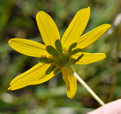 image of Anacis major, Whorled Coreopsis, Woodland Coreopsis