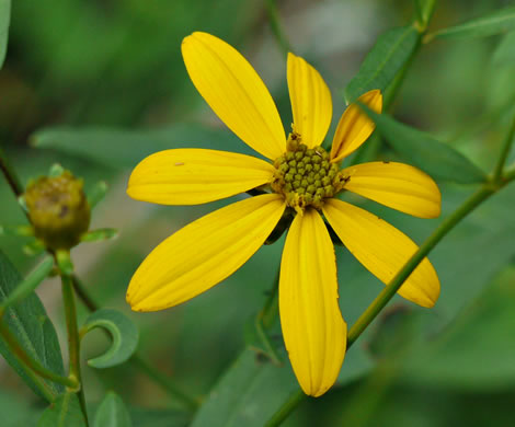 image of Anacis major, Whorled Coreopsis, Woodland Coreopsis