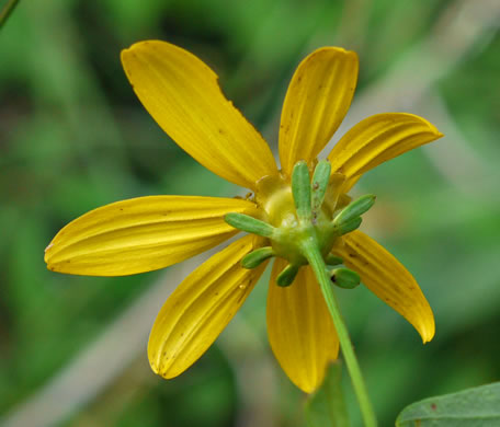 Anacis major, Whorled Coreopsis, Woodland Coreopsis