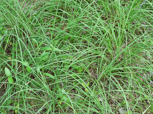 image of Anatherum ternarium, Splitbeard Bluestem, Silvery Bluestem