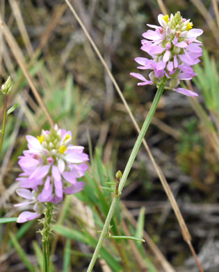 image of Senega curtissii, Curtiss's Milkwort, Appalachian Milkwort