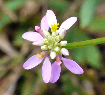 image of Senega curtissii, Curtiss's Milkwort, Appalachian Milkwort