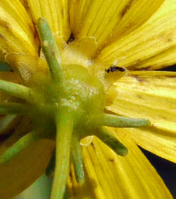 Anacis major, Whorled Coreopsis, Woodland Coreopsis