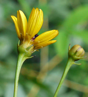 Anacis tripteris, Tall Coreopsis, Tall Tickseed, Threeleaf Tickseed
