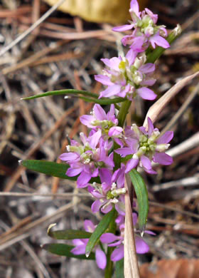image of Senega curtissii, Curtiss's Milkwort, Appalachian Milkwort