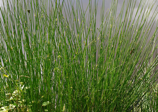 image of Juncus effusus ssp. solutus, Soft Rush, Common Rush