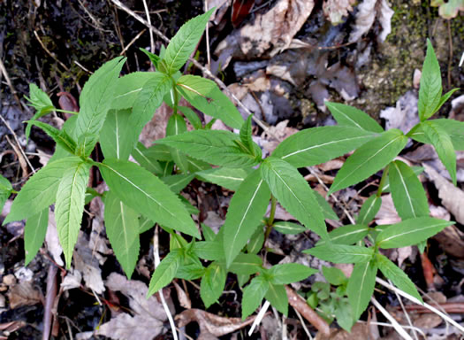image of Chelone obliqua, Purple Turtlehead, Pink Turtlehead