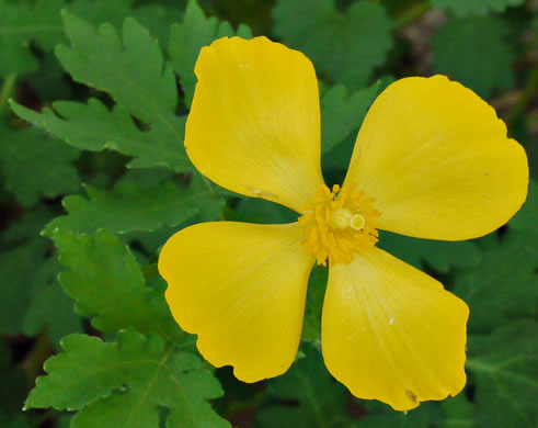 image of Chelidonium diphyllum, Celandine-poppy, Woods-poppy