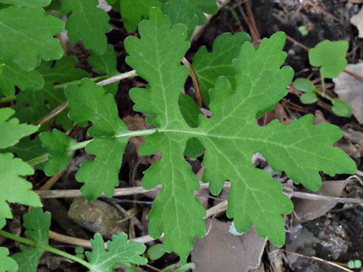 image of Chelidonium diphyllum, Celandine-poppy, Woods-poppy