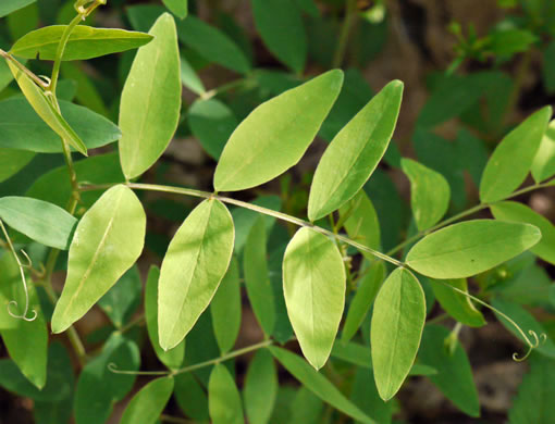image of Lathyrus venosus var. venosus, Smooth Forest Pea, Veiny Pea, Wood Pea, Bush Vetch