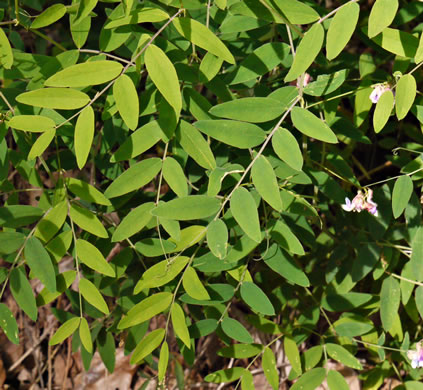 image of Lathyrus venosus var. venosus, Smooth Forest Pea, Veiny Pea, Wood Pea, Bush Vetch