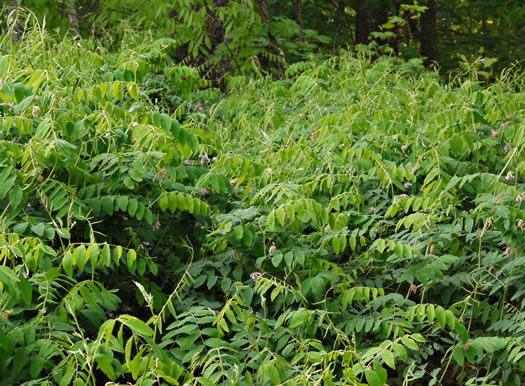 image of Lathyrus venosus var. venosus, Smooth Forest Pea, Veiny Pea, Wood Pea, Bush Vetch