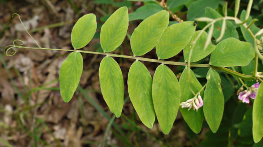image of Lathyrus venosus var. venosus, Smooth Forest Pea, Veiny Pea, Wood Pea, Bush Vetch