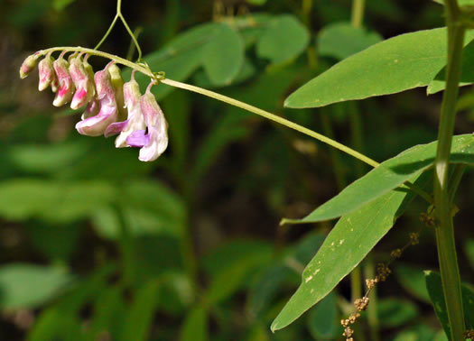 image of Lathyrus venosus var. venosus, Smooth Forest Pea, Veiny Pea, Wood Pea, Bush Vetch