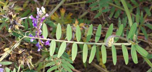 image of Vicia villosa var. villosa, Hairy Vetch, Fodder Vetch, Winter Vetch