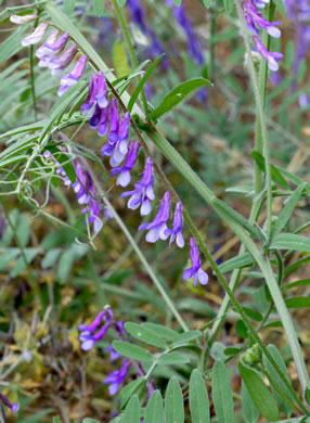 image of Vicia villosa var. villosa, Hairy Vetch, Fodder Vetch, Winter Vetch