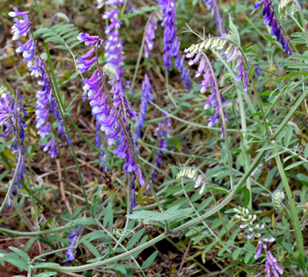 image of Vicia villosa var. villosa, Hairy Vetch, Fodder Vetch, Winter Vetch