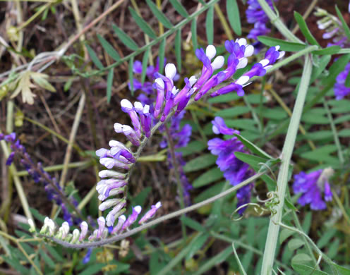 image of Vicia villosa var. villosa, Hairy Vetch, Fodder Vetch, Winter Vetch