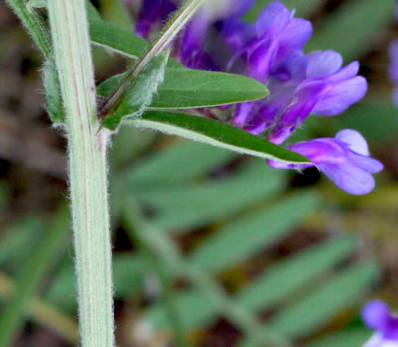 image of Vicia villosa var. villosa, Hairy Vetch, Fodder Vetch, Winter Vetch