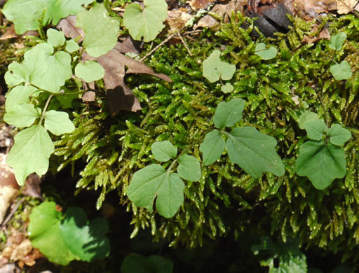 image of Cardamine flagellifera, Large-flowered Blue Ridge Bittercress
