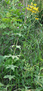 Anacis major, Whorled Coreopsis, Woodland Coreopsis