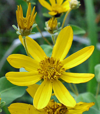 image of Anacis major, Whorled Coreopsis, Woodland Coreopsis