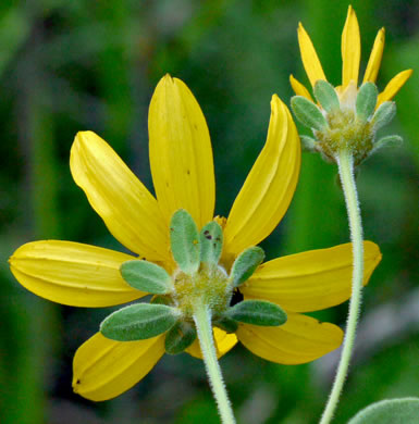 Anacis major, Whorled Coreopsis, Woodland Coreopsis