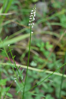 image of Senega ambigua, Loose Milkwort, Alternate Milkwort, Whorled Milkwort