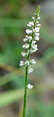 image of Senega ambigua, Loose Milkwort, Alternate Milkwort, Whorled Milkwort