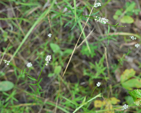 image of Senega ambigua, Loose Milkwort, Alternate Milkwort, Whorled Milkwort