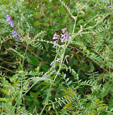 image of Vicia villosa var. villosa, Hairy Vetch, Fodder Vetch, Winter Vetch