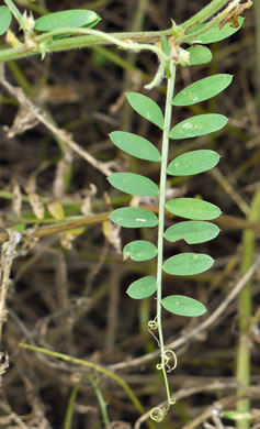 image of Vicia villosa var. villosa, Hairy Vetch, Fodder Vetch, Winter Vetch