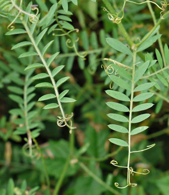 image of Vicia villosa var. villosa, Hairy Vetch, Fodder Vetch, Winter Vetch