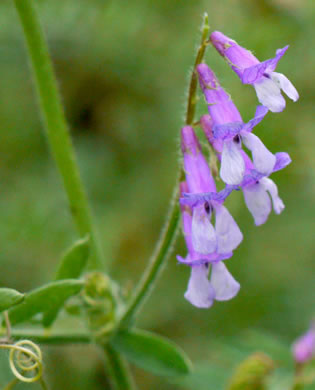 image of Vicia villosa var. villosa, Hairy Vetch, Fodder Vetch, Winter Vetch