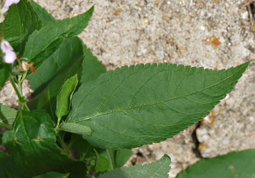 image of Teucrium canadense var. canadense, American Germander, Wood-sage, Common Germander